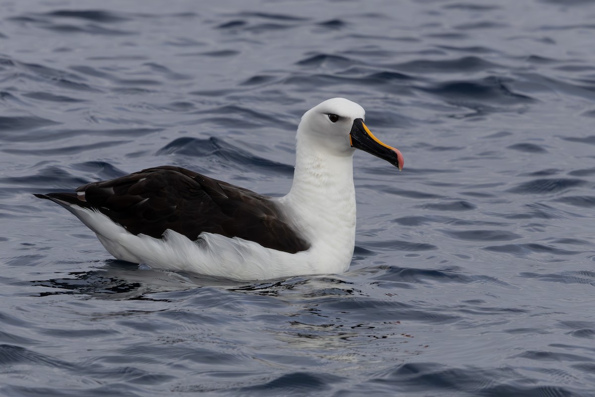 Atlantic Yellow-nosed Albatross - Walter Beyleveldt