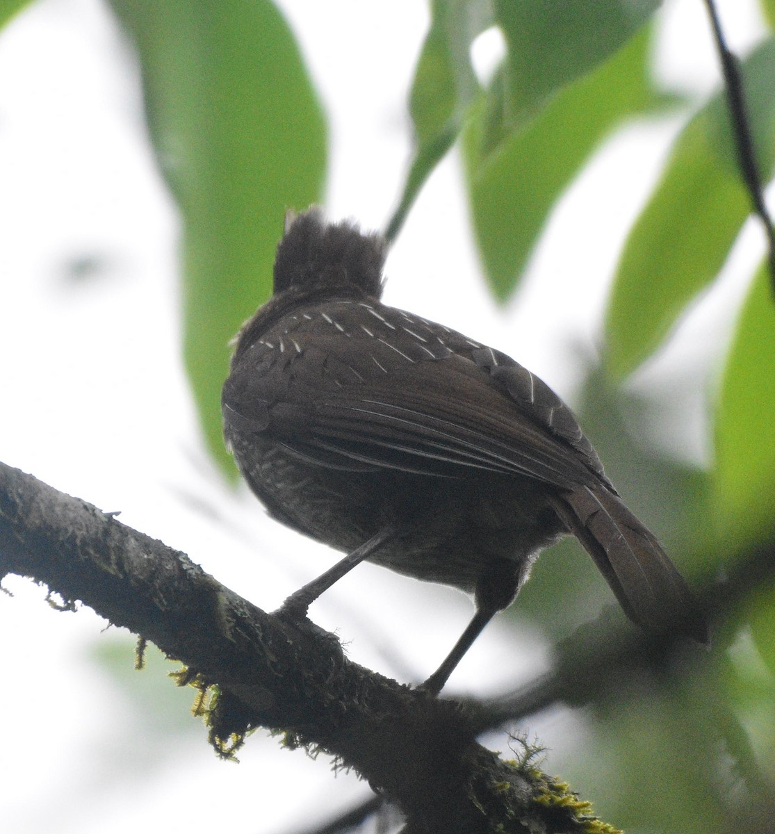 Striated Laughingthrush - Dibyendu Saha