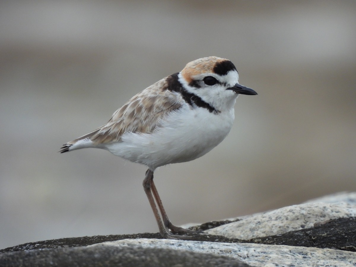 Malaysian Plover - Joan Theng