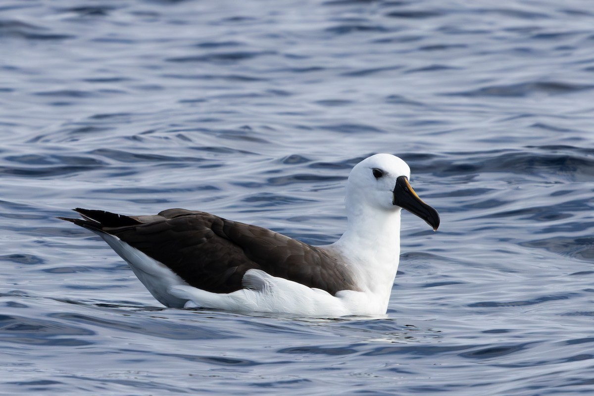 Indian Yellow-nosed Albatross - Walter Beyleveldt