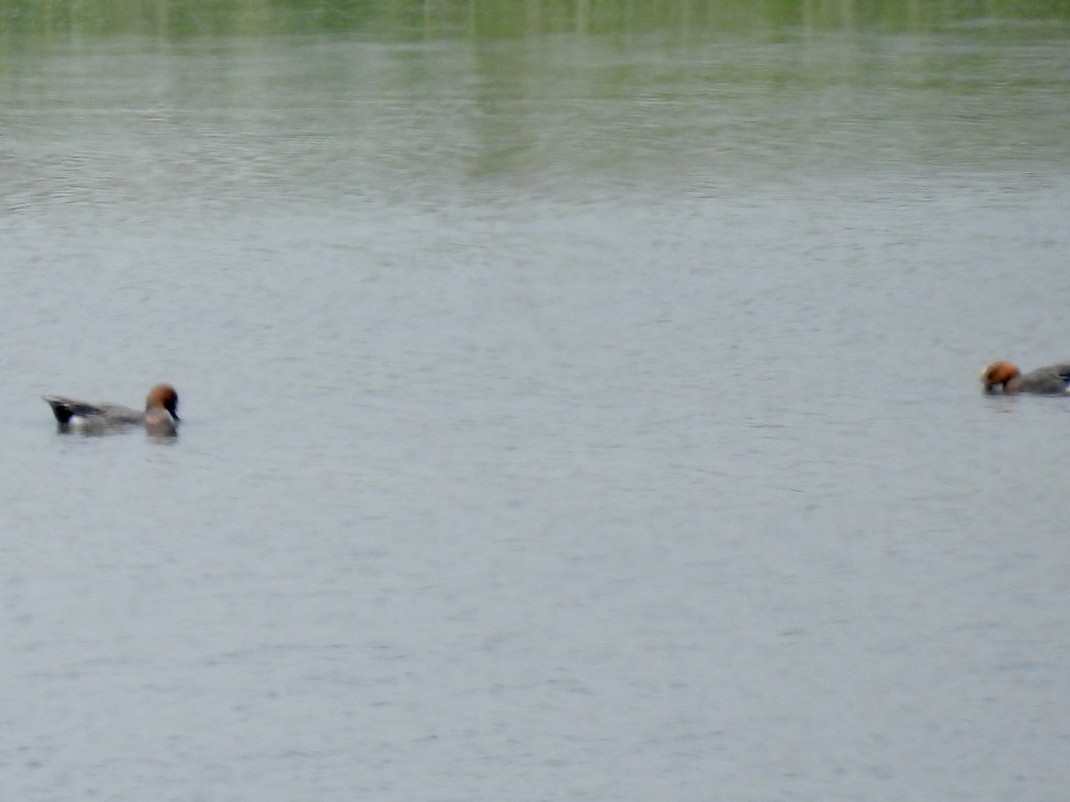 Eurasian Wigeon - Stan Arnold