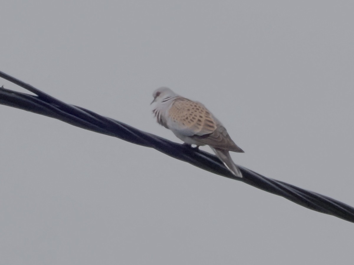 European Turtle-Dove - michael Beer