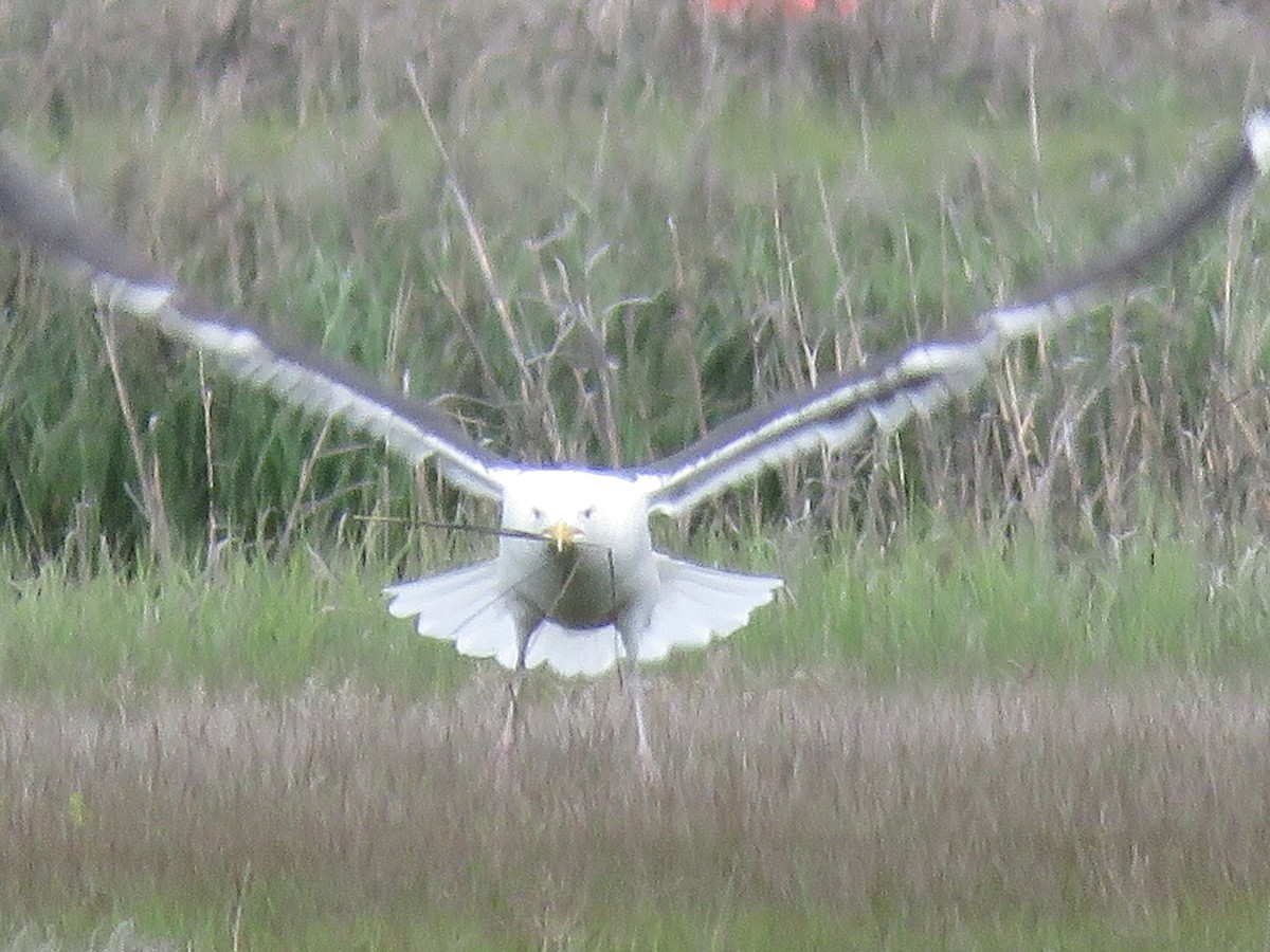 Great Black-backed Gull - Christine W.