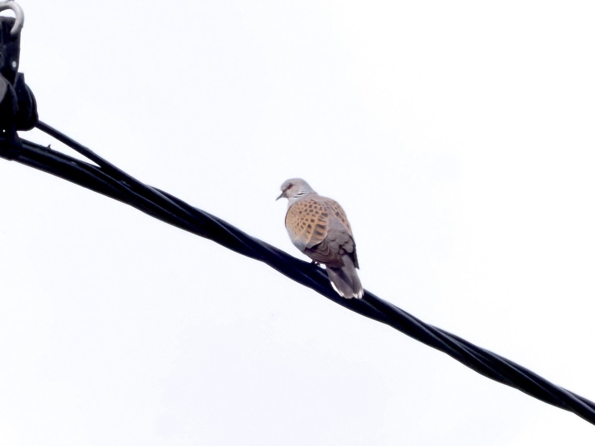 European Turtle-Dove - michael Beer