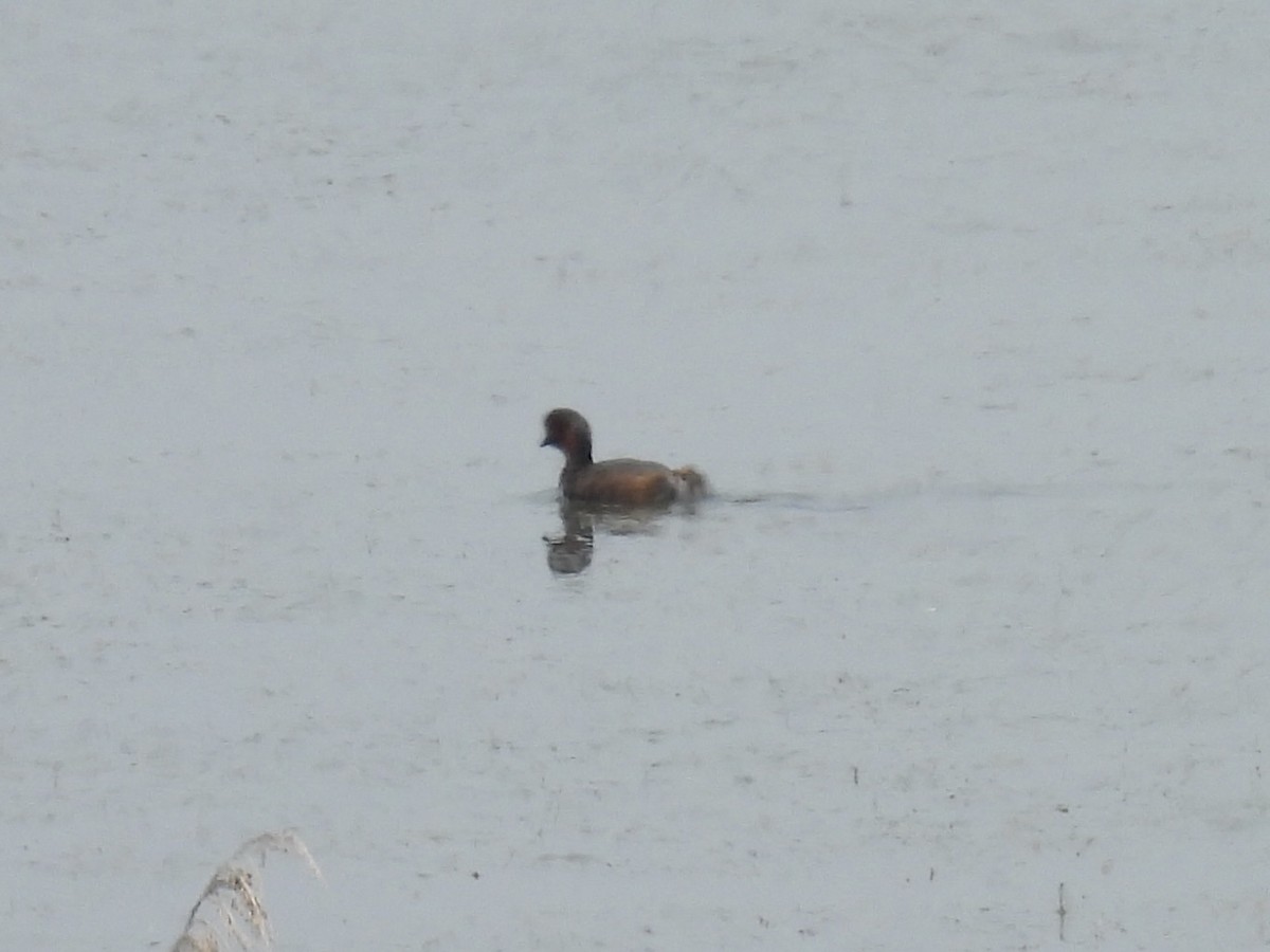 Little Grebe - Stan Arnold