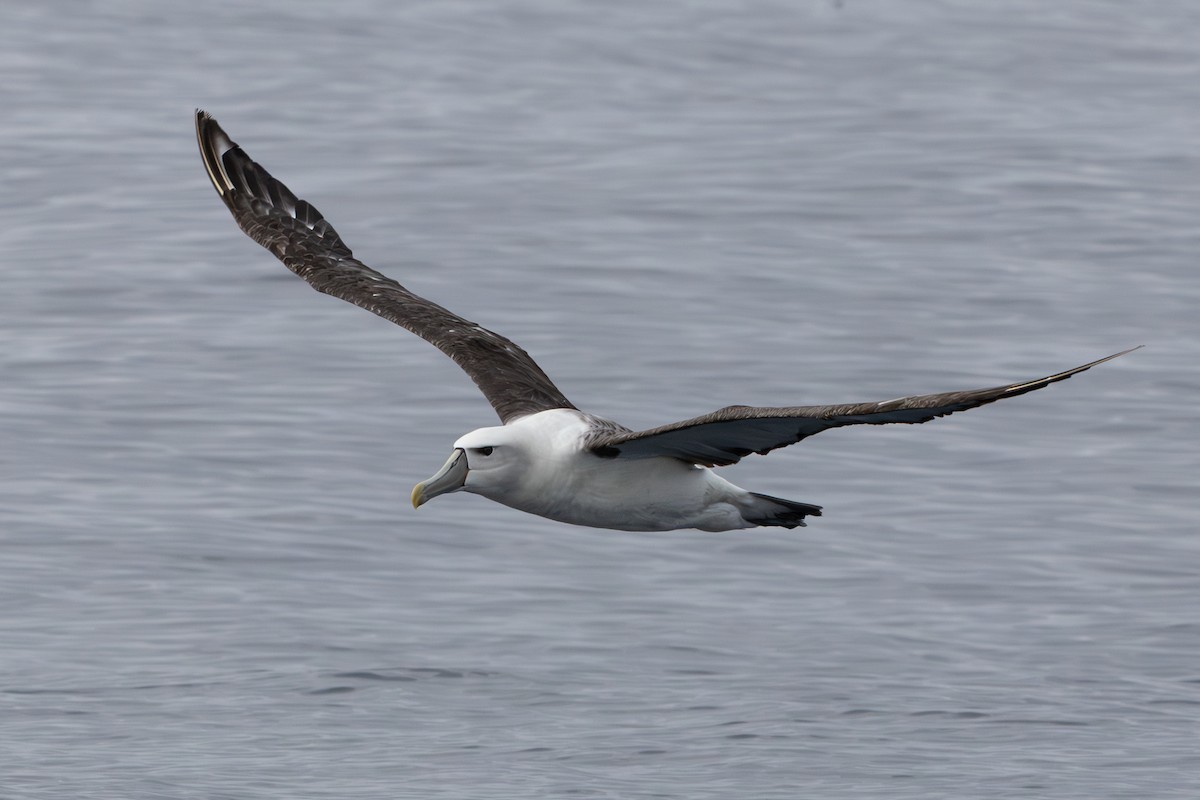 White-capped Albatross - Walter Beyleveldt