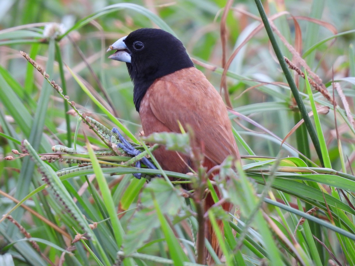 Chestnut Munia - Joan Theng