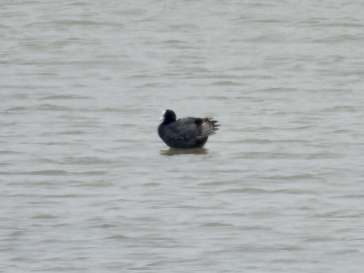 Eurasian Coot - Stan Arnold