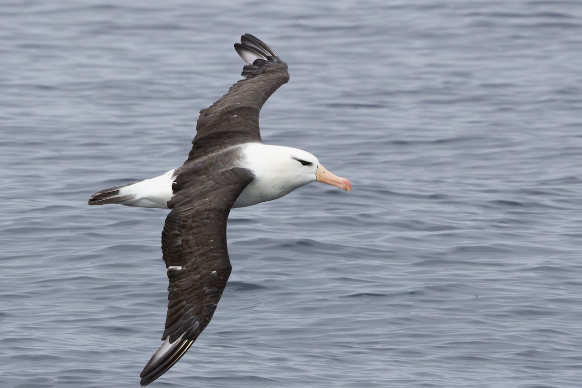 Black-browed Albatross (Black-browed) - Walter Beyleveldt