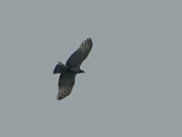 Oriental Honey-buzzard - Daniel Néron