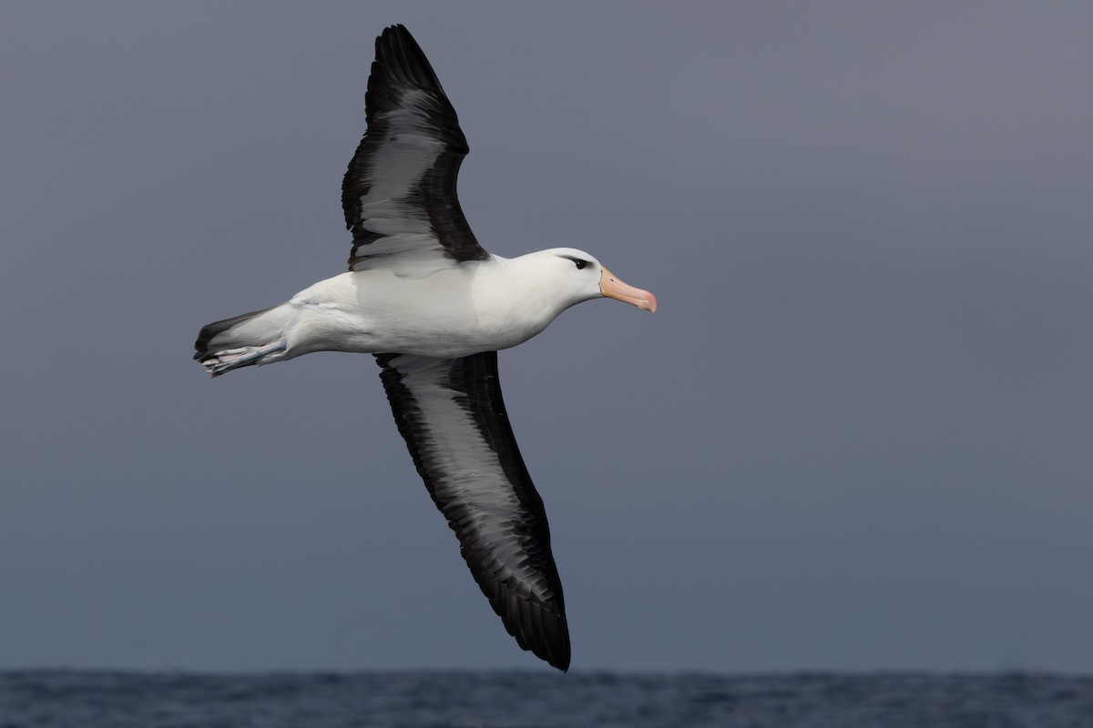 Black-browed Albatross (Black-browed) - Walter Beyleveldt