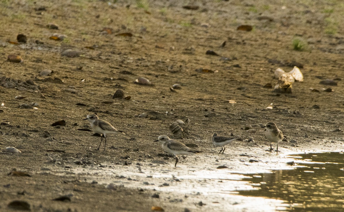 Tibetan Sand-Plover - Sathish Ramamoorthy