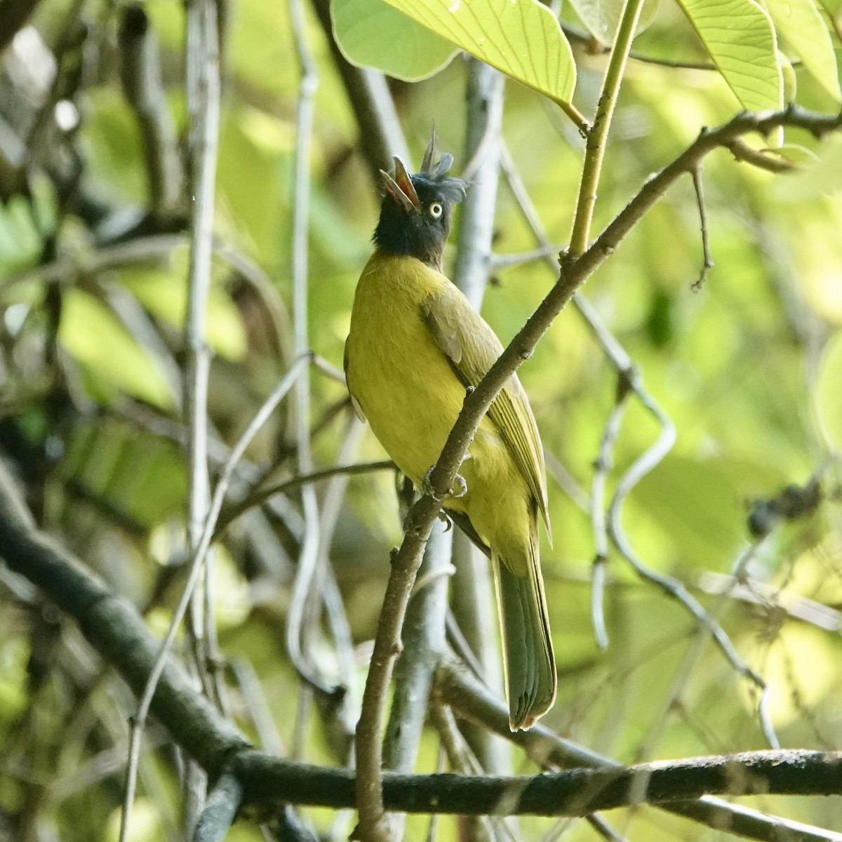 Bulbul à huppe noire - ML619517908