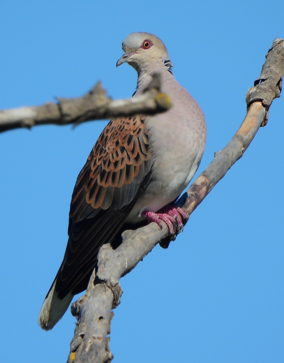 European Turtle-Dove - ML619517911