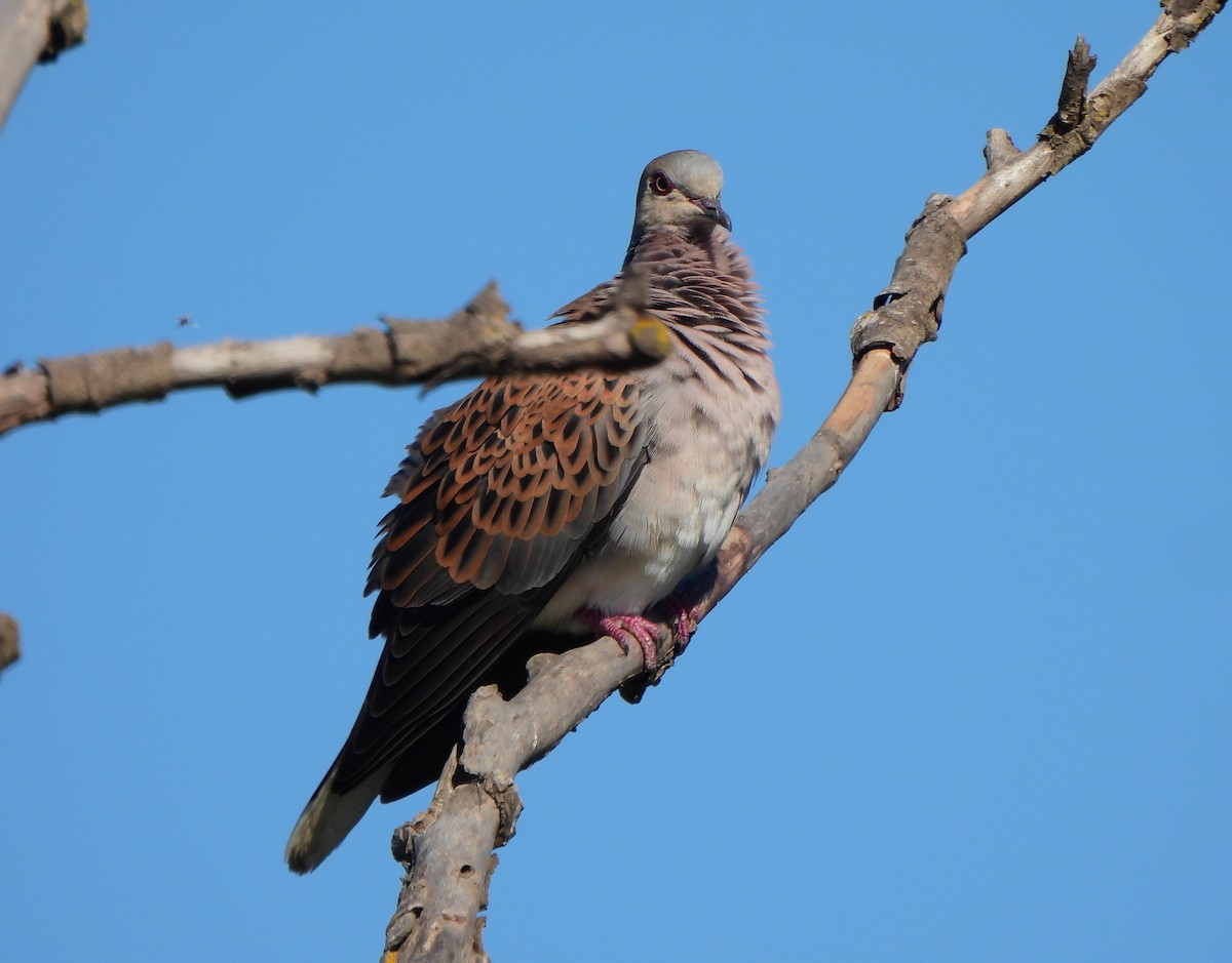 European Turtle-Dove - Ignacio Barrionuevo