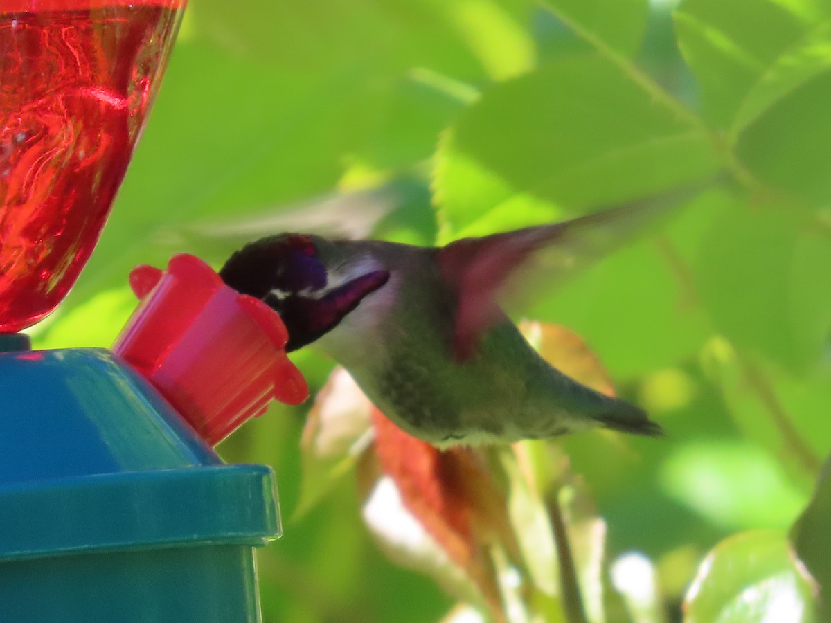 Costa's Hummingbird - Suzanne Beauchesne