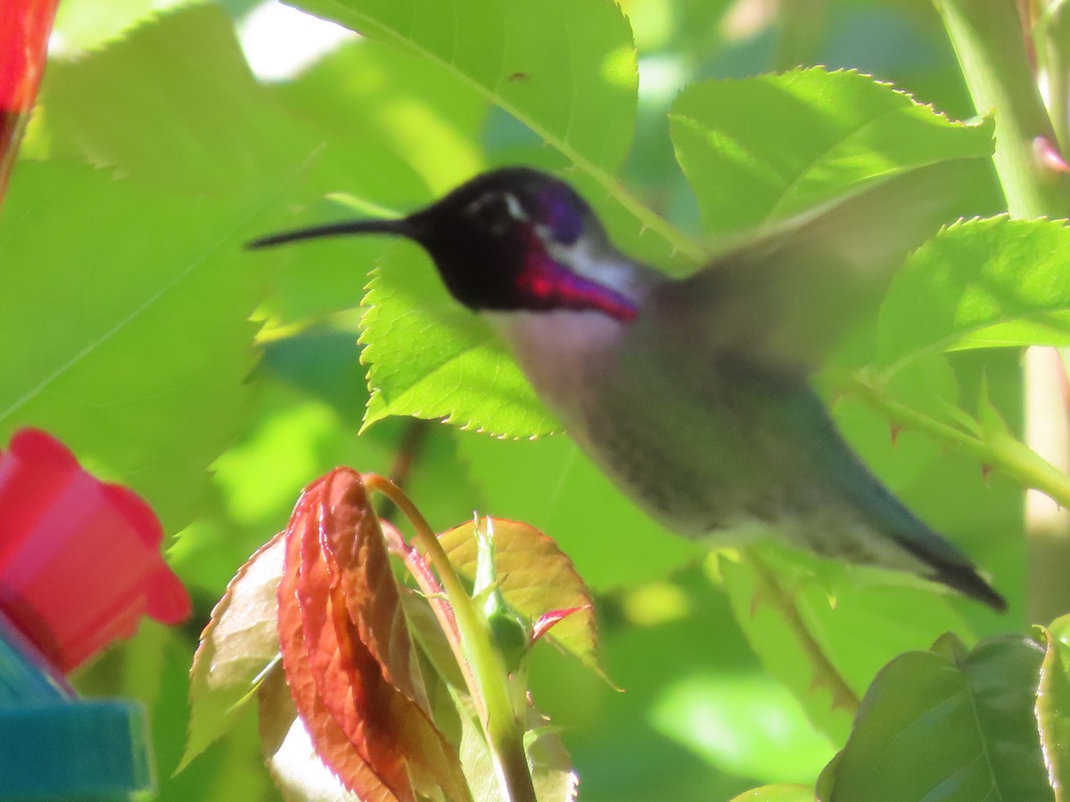 Costa's Hummingbird - Suzanne Beauchesne