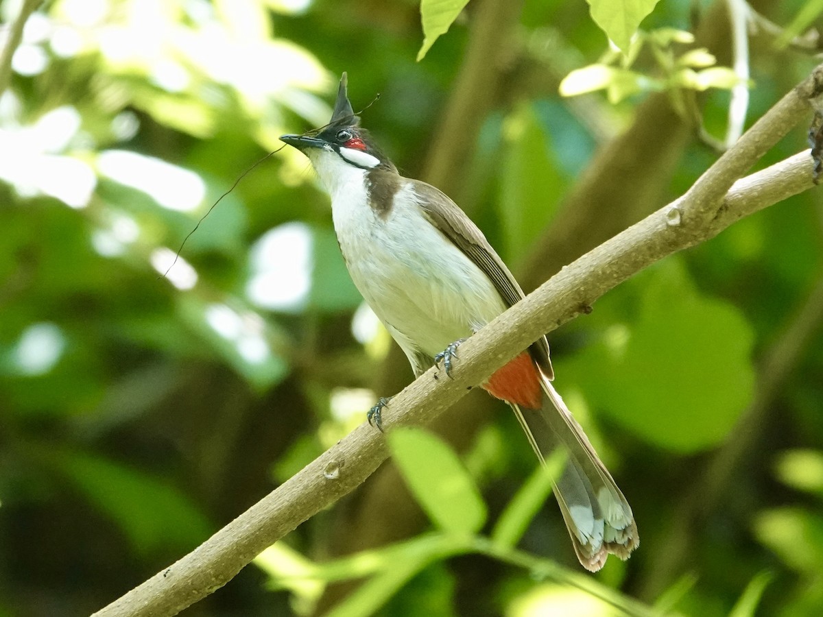 Red-whiskered Bulbul - ML619517915