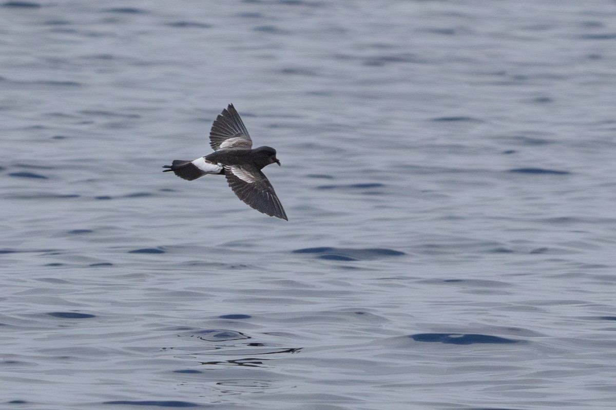 Wilson's Storm-Petrel - Walter Beyleveldt