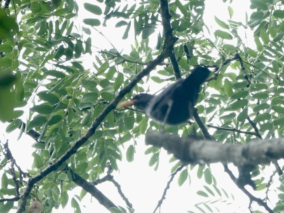 Blue Whistling-Thrush - ML619517919