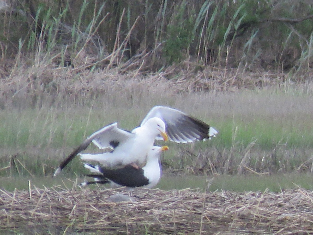 Great Black-backed Gull - Christine W.