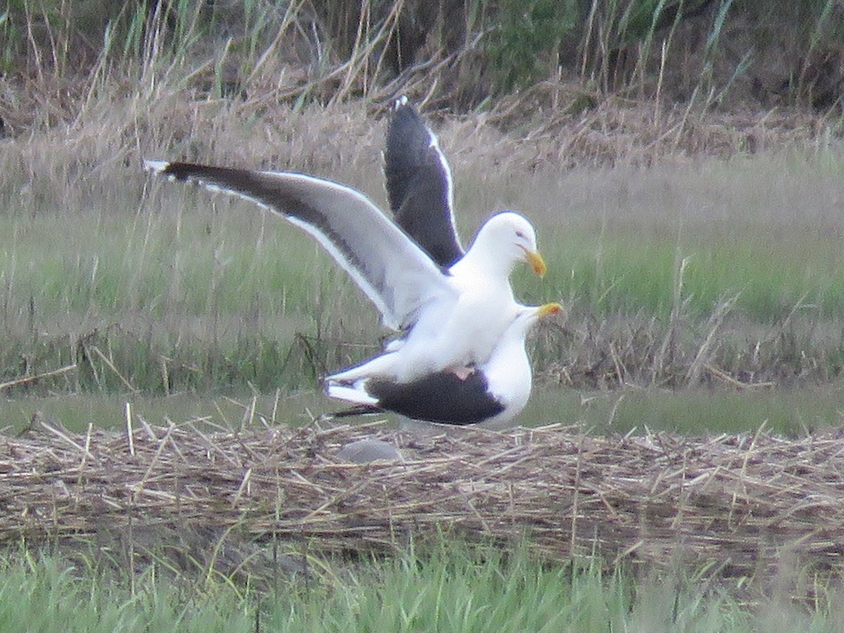 Great Black-backed Gull - Christine W.