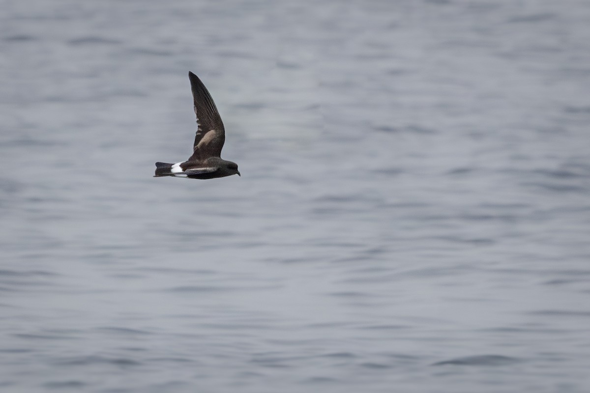 European Storm-Petrel - Walter Beyleveldt