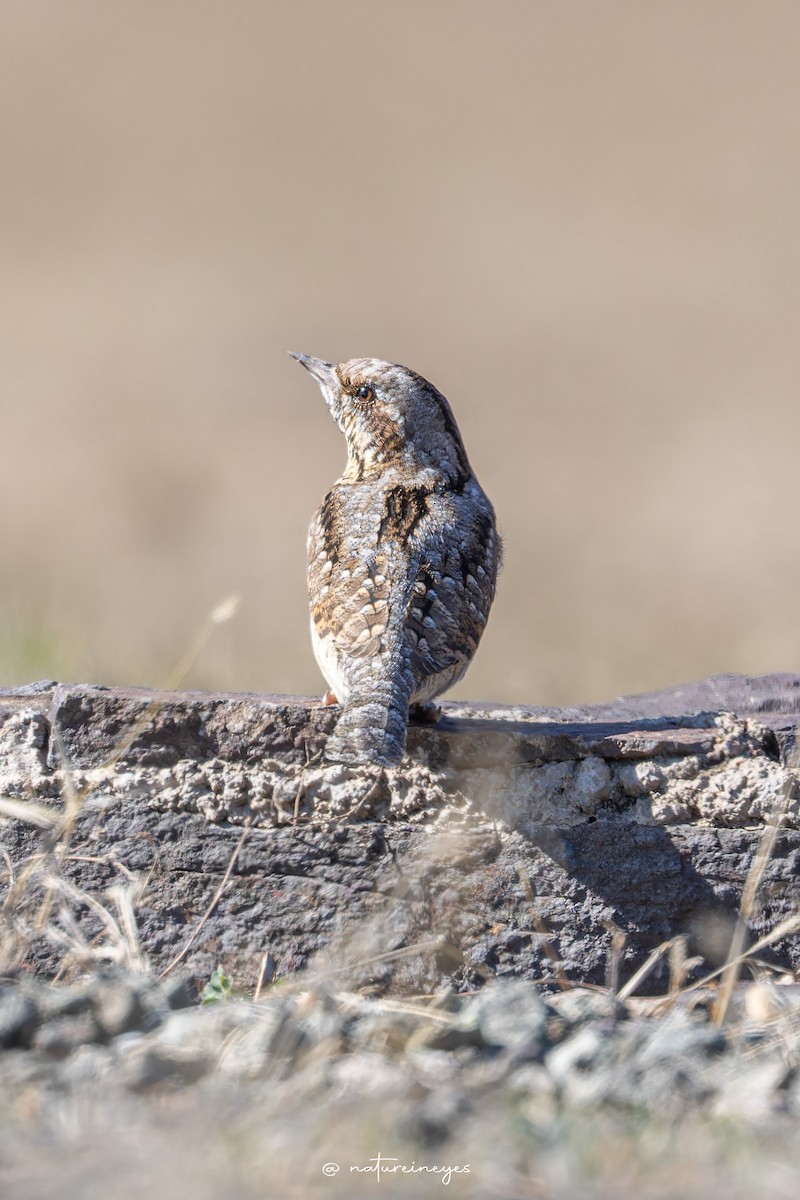 Eurasian Wryneck - Weeds S