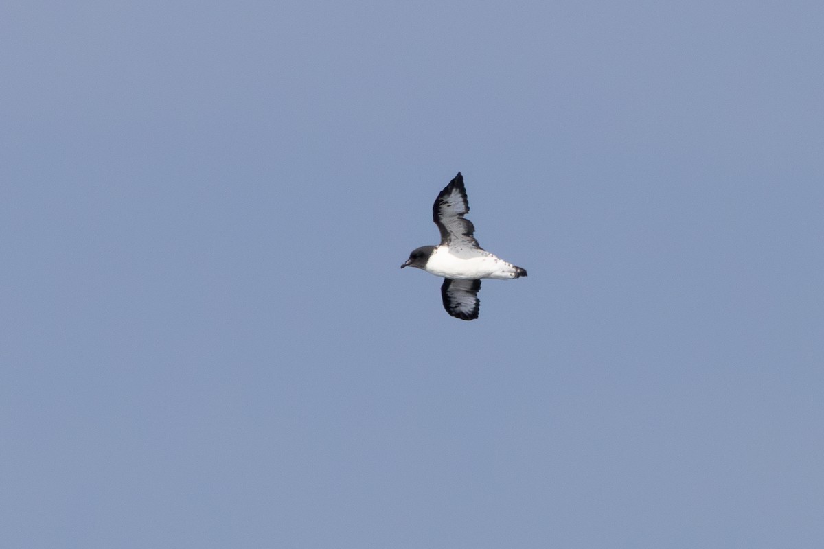 Cape Petrel - Walter Beyleveldt