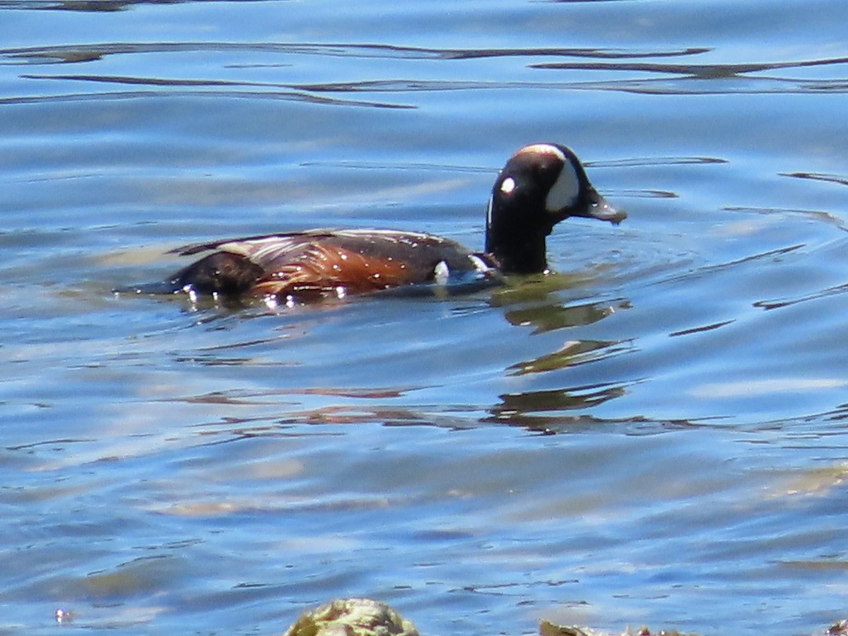 Harlequin Duck - Suzanne Beauchesne