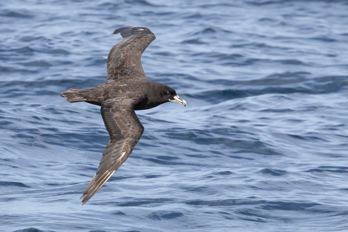 White-chinned Petrel - Walter Beyleveldt