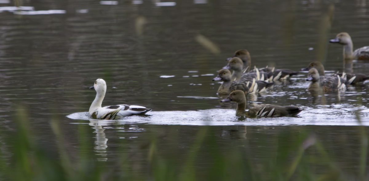 Plumed Whistling-Duck - Rebel Warren and David Parsons