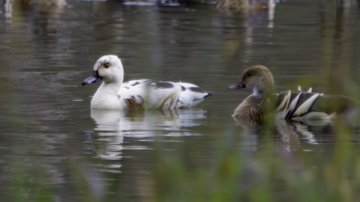 Plumed Whistling-Duck - Rebel Warren and David Parsons