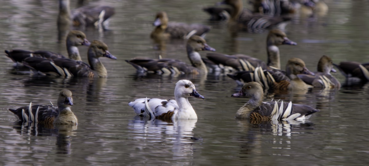 Plumed Whistling-Duck - Rebel Warren and David Parsons