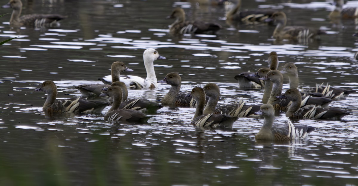 Plumed Whistling-Duck - Rebel Warren and David Parsons