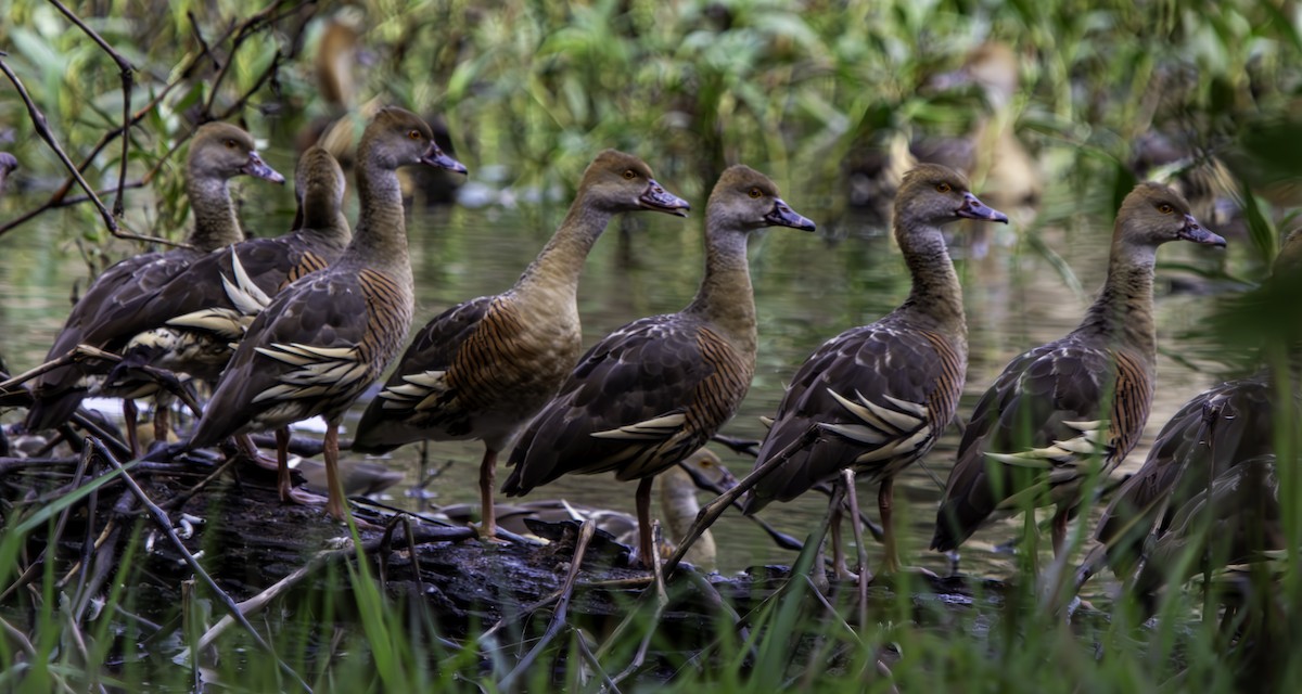 Plumed Whistling-Duck - Rebel Warren and David Parsons