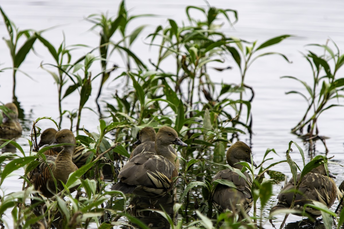 Plumed Whistling-Duck - Rebel Warren and David Parsons