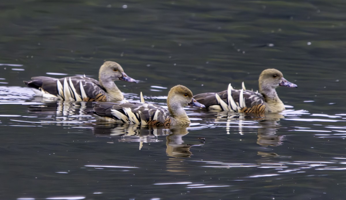 Plumed Whistling-Duck - Rebel Warren and David Parsons