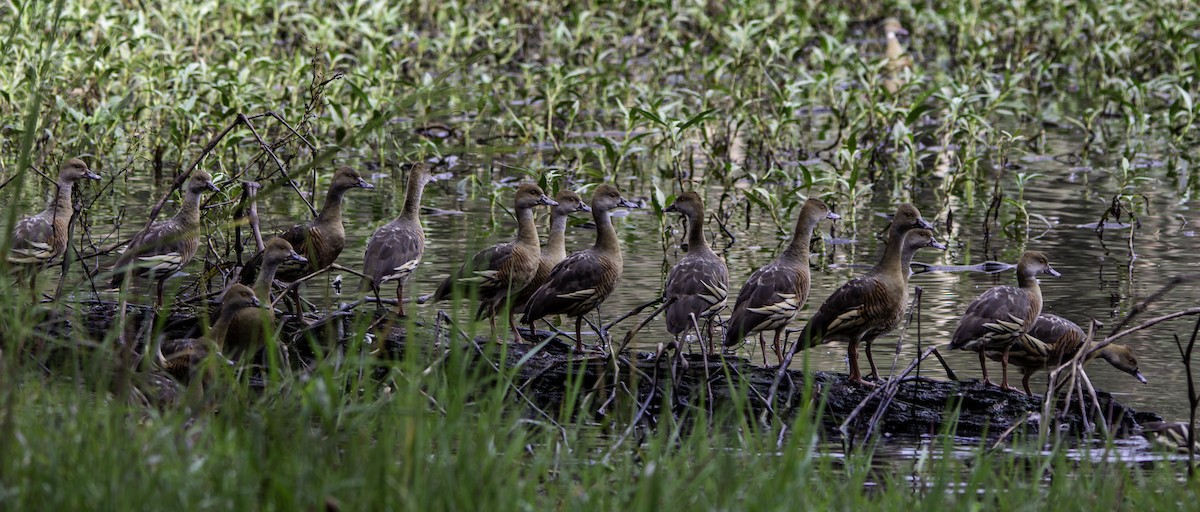 Plumed Whistling-Duck - Rebel Warren and David Parsons