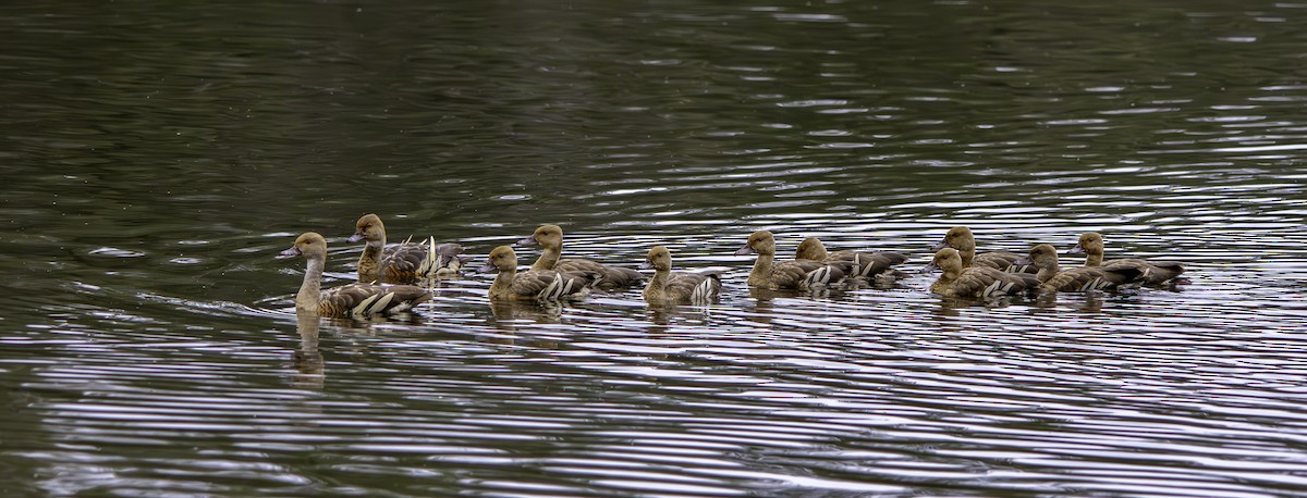 Plumed Whistling-Duck - Rebel Warren and David Parsons