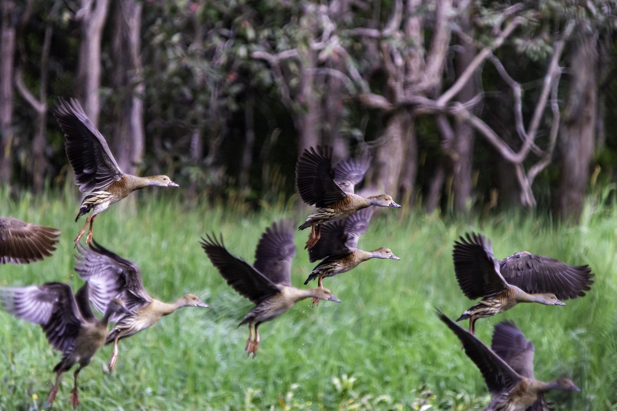 Plumed Whistling-Duck - Rebel Warren and David Parsons