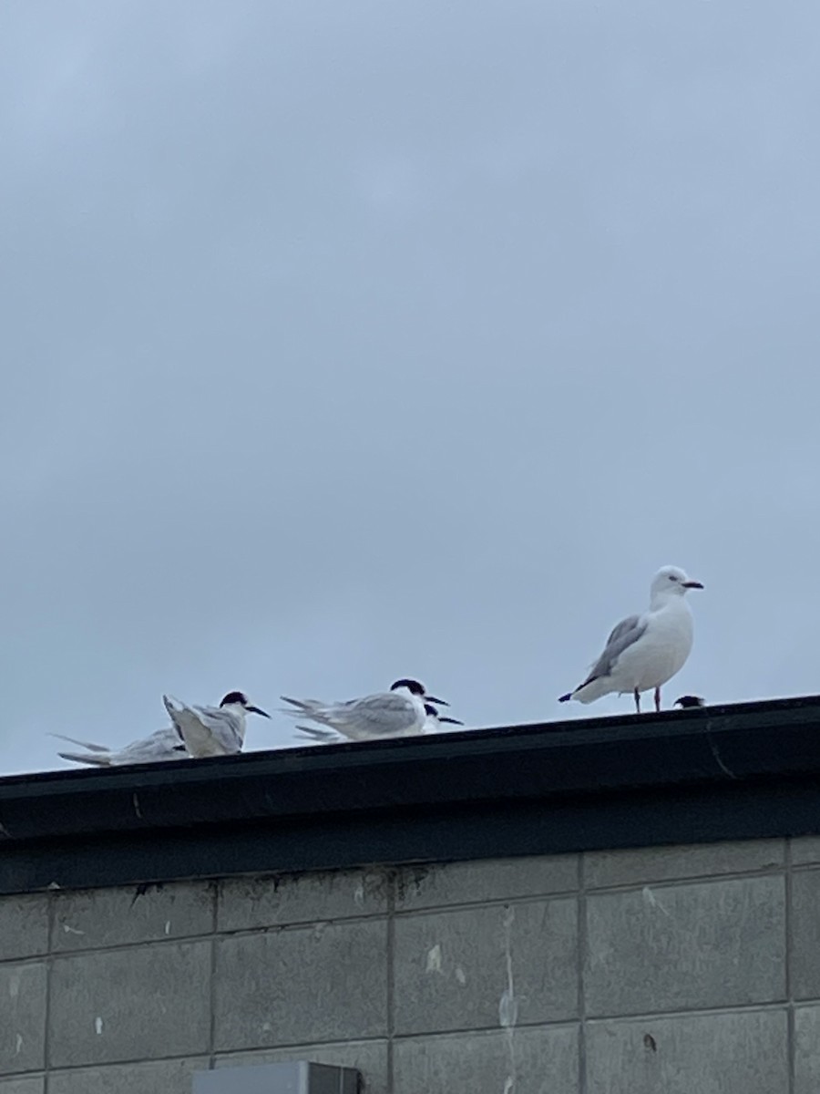 White-fronted Tern - ML619517951