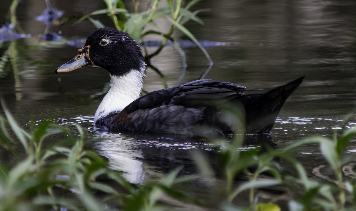 Muscovy Duck x Mallard (hybrid) - Rebel Warren and David Parsons