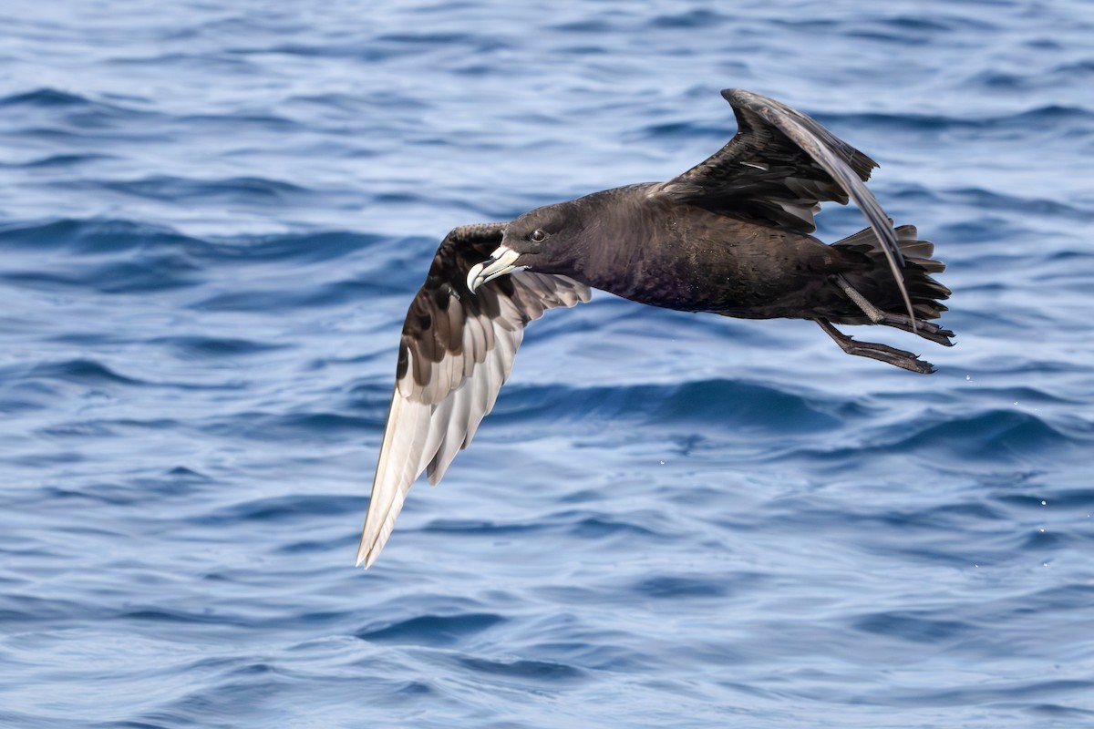 White-chinned Petrel - Walter Beyleveldt