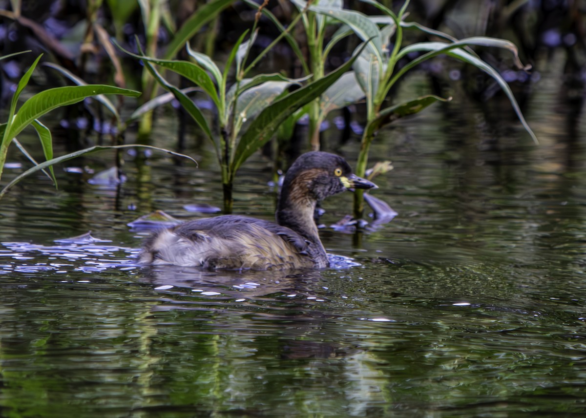 Australasian Grebe - Rebel Warren and David Parsons