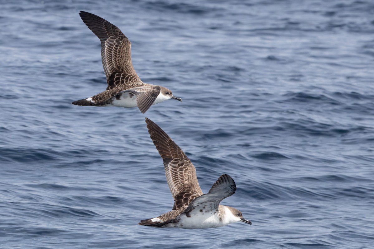 Great Shearwater - Walter Beyleveldt