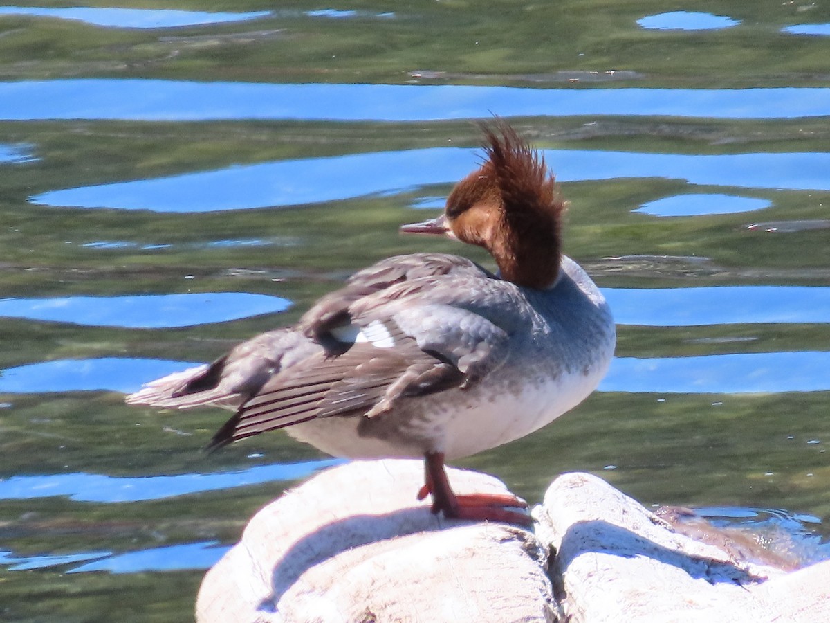 Common Merganser - Suzanne Beauchesne