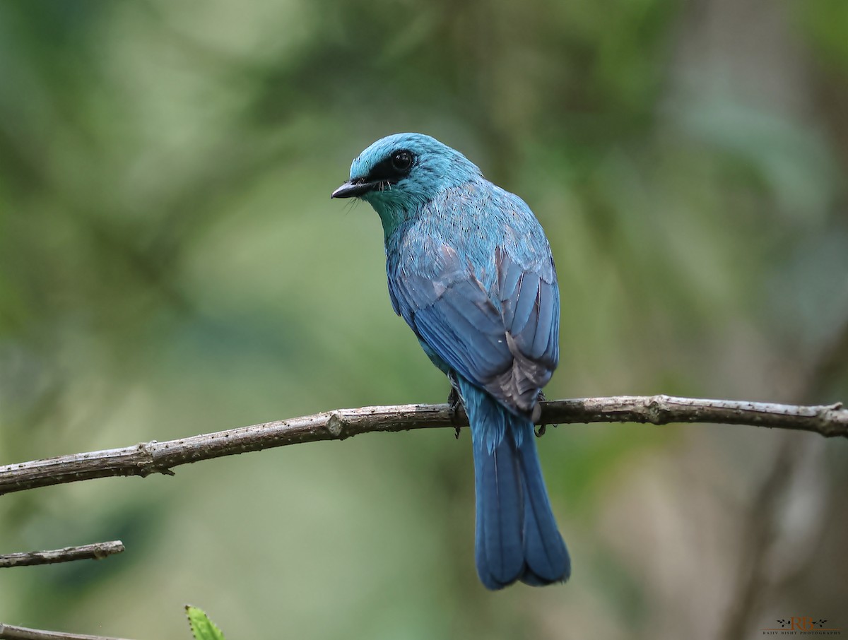 Verditer Flycatcher - Rajeev Bisht