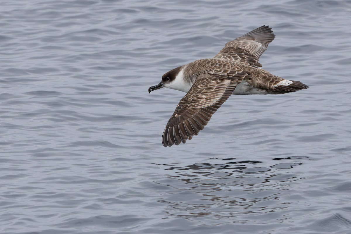 Great Shearwater - Walter Beyleveldt