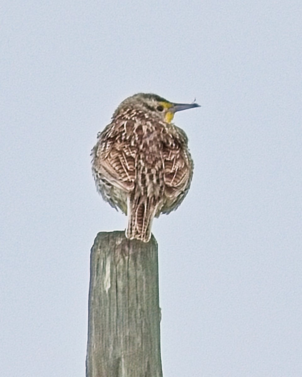 Western Meadowlark - Frank Letniowski